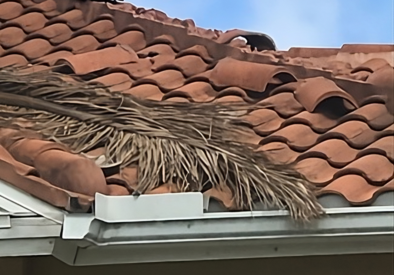 A roof with a palm tree on it
